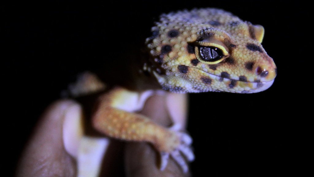 10 Cara Mengusir Tokek dari Rumah dengan Mudah 10 Cara Mengusir Tokek dari Rumah dengan Mudah