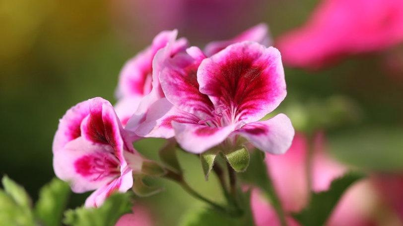 Rekomendasi Tanaman Gantung: dari Geraniun Hingga Wijaya Kusuma Rekomendasi Tanaman Gantung: dari Geraniun Hingga Wijaya Kusuma