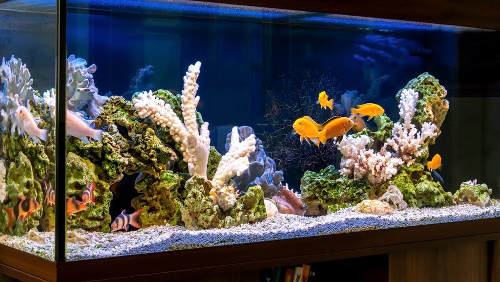 Cara Pembuatan Akuarium Wadah Budidaya Ikan Hias Cara Pembuatan Akuarium Wadah Budidaya Ikan Hias