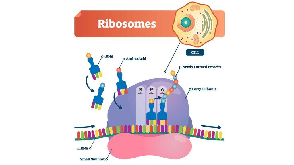 Apa Itu Sintesis Protein dan Tahapannya? Apa Itu Sintesis Protein dan Tahapannya?
