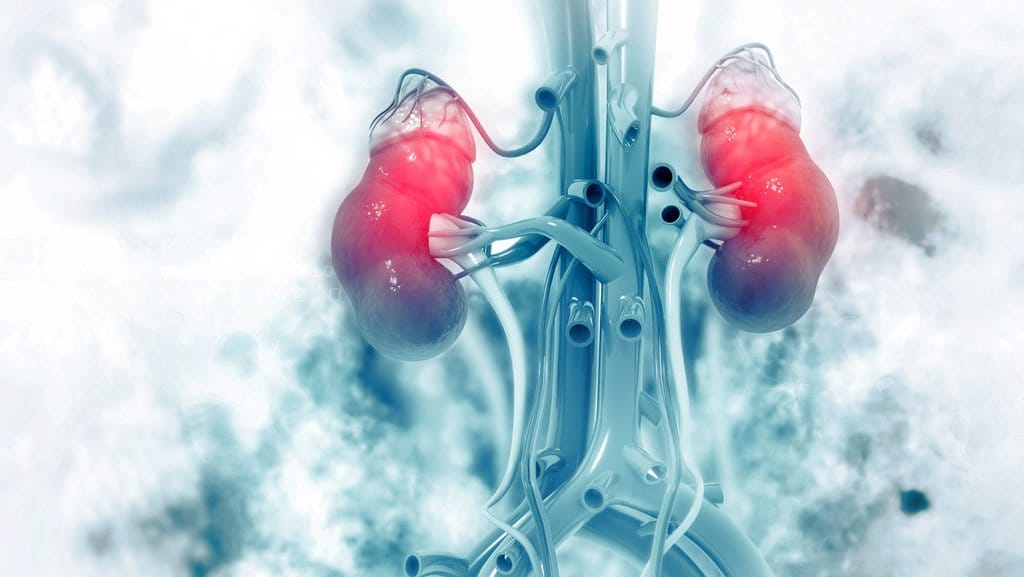 Mengenal Anggota Tubuh Manusia & Kegunaannya: Kepala-Organ Dalam Mengenal Anggota Tubuh Manusia & Kegunaannya: Kepala-Organ Dalam
