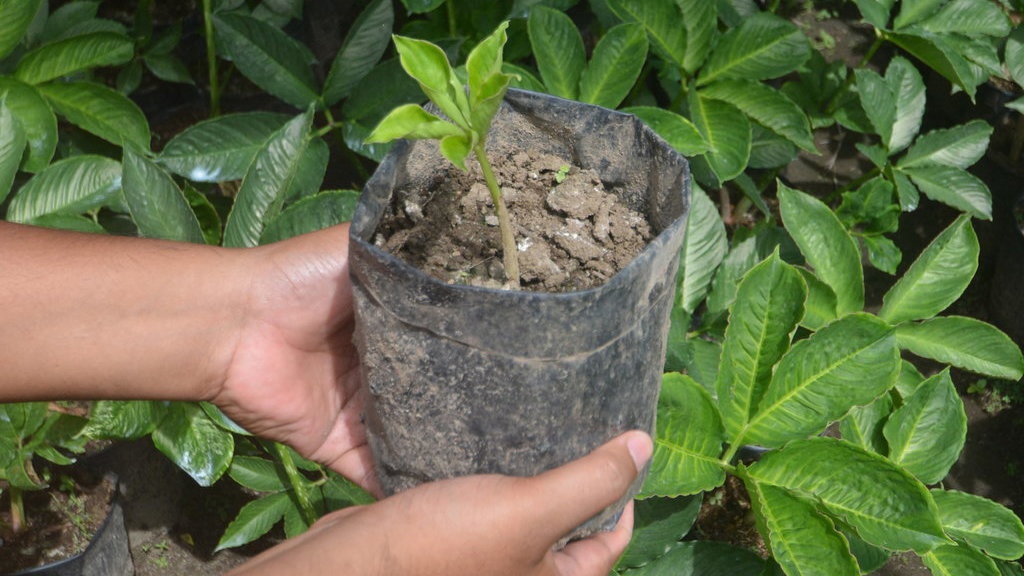 Daftar Tanaman Obat yang Dikembangbiakkan dengan Cara Stek Daftar Tanaman Obat yang Dikembangbiakkan dengan Cara Stek