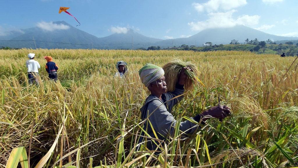 Tahapan Proses Produksi Budidaya Tanaman Pangan di Bidang Pertanian Tahapan Proses Produksi Budidaya Tanaman Pangan di Bidang Pertanian