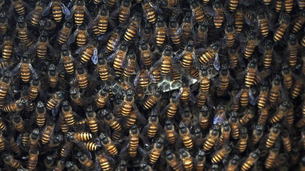 Jenis-jenis Satwa Harapan, Pengertian, Fungsi, serta Contohnya