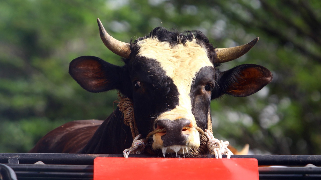 Urutan Sistem Pencernaan Manusia & Hewan Ruminansia, Sapi-Kambing