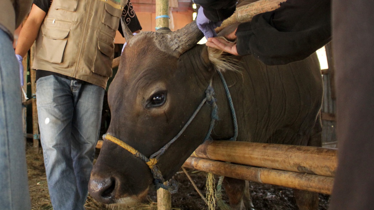 Mengenal Beragam Tradisi Perayaan Idul Adha di Berbagai Negara Mengenal Beragam Tradisi Perayaan Idul Adha di Berbagai Negara