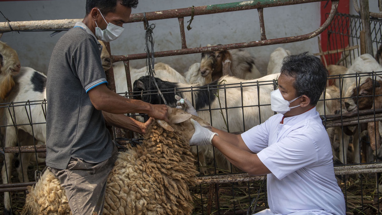 Sejarah Qurban Idul Adha dan Pengertiannya menurut Syariat Islam