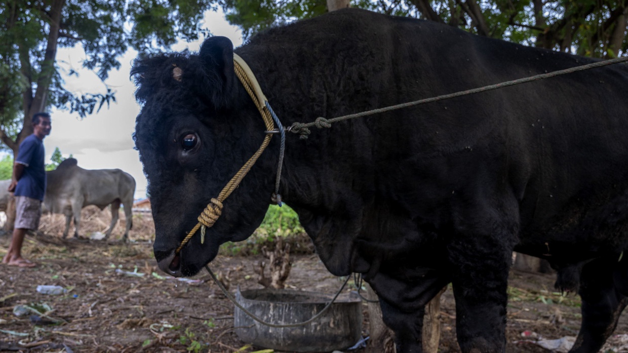Hukum Puasa pada Hari Tasyrik dan Keutamaan Hari Tersebut Hukum Puasa pada Hari Tasyrik dan Keutamaan Hari Tersebut