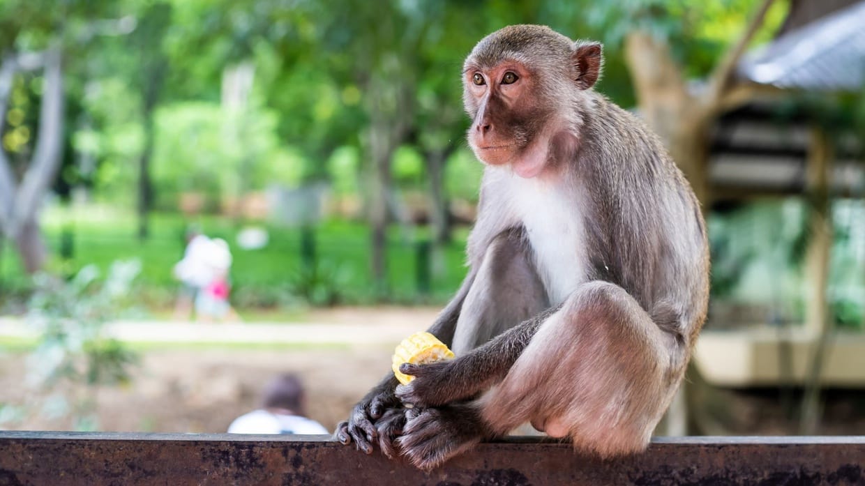 30 Contoh Hewan Omnivora, Pengertian, dan Ciri-Cirinya 30 Contoh Hewan Omnivora, Pengertian, dan Ciri-Cirinya