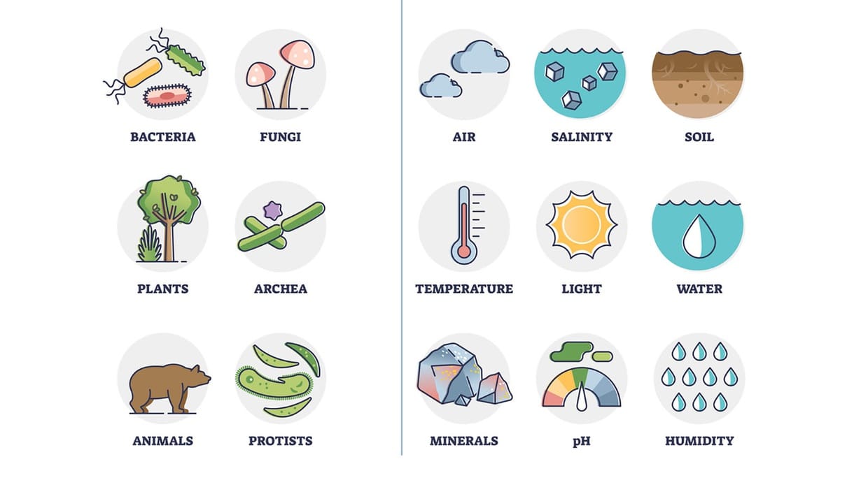 Contoh Benda Hidup dan Tak Hidup, Ciri-Ciri, serta Penjelasannya