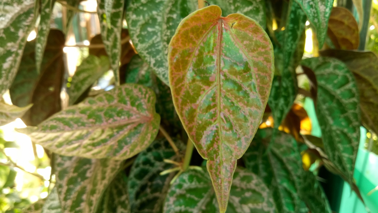 Kandungan dan Manfaat Daun Sirih Merah: Anti Inflamasi-Antibakteri