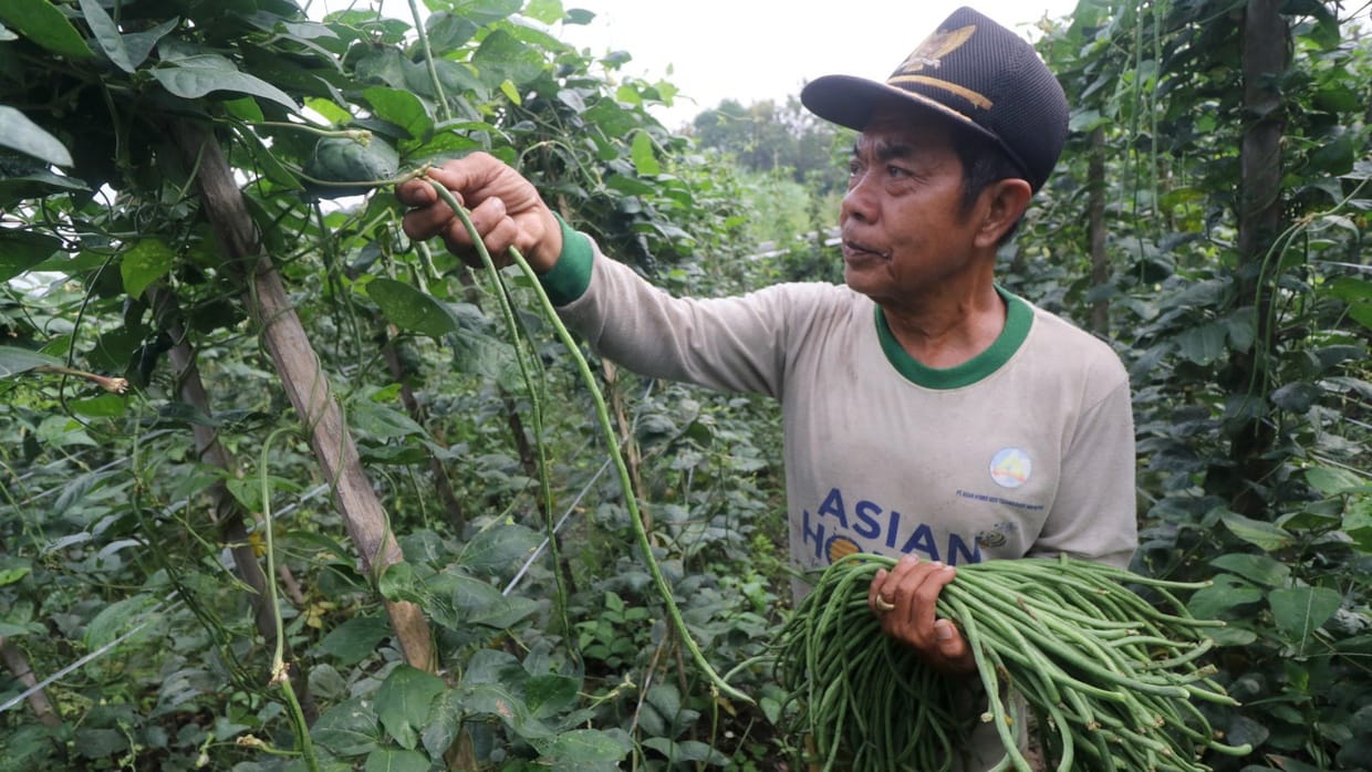 Apa Saja Sarana Bahan dan Alat Produksi Budidaya Tanaman Sayuran?