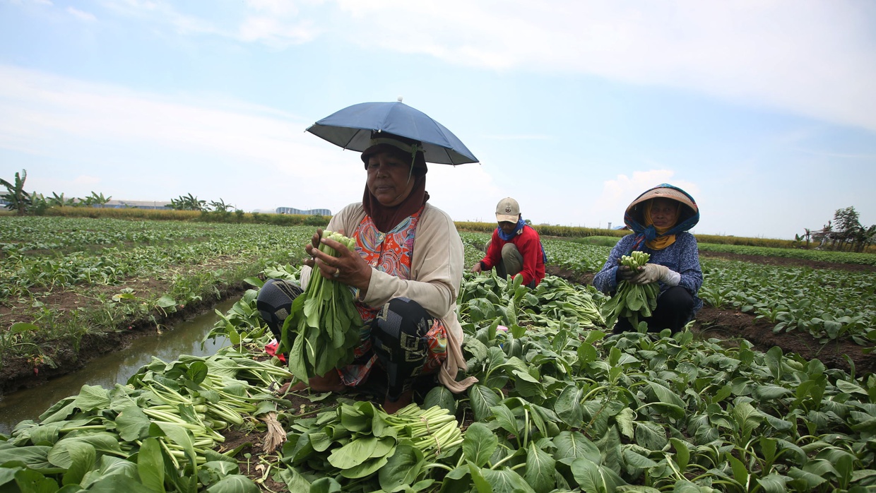 Cara Memilih Sayuran yang Baik, Segar & Aman untuk Dikonsumsi Cara Memilih Sayuran yang Baik, Segar & Aman untuk Dikonsumsi