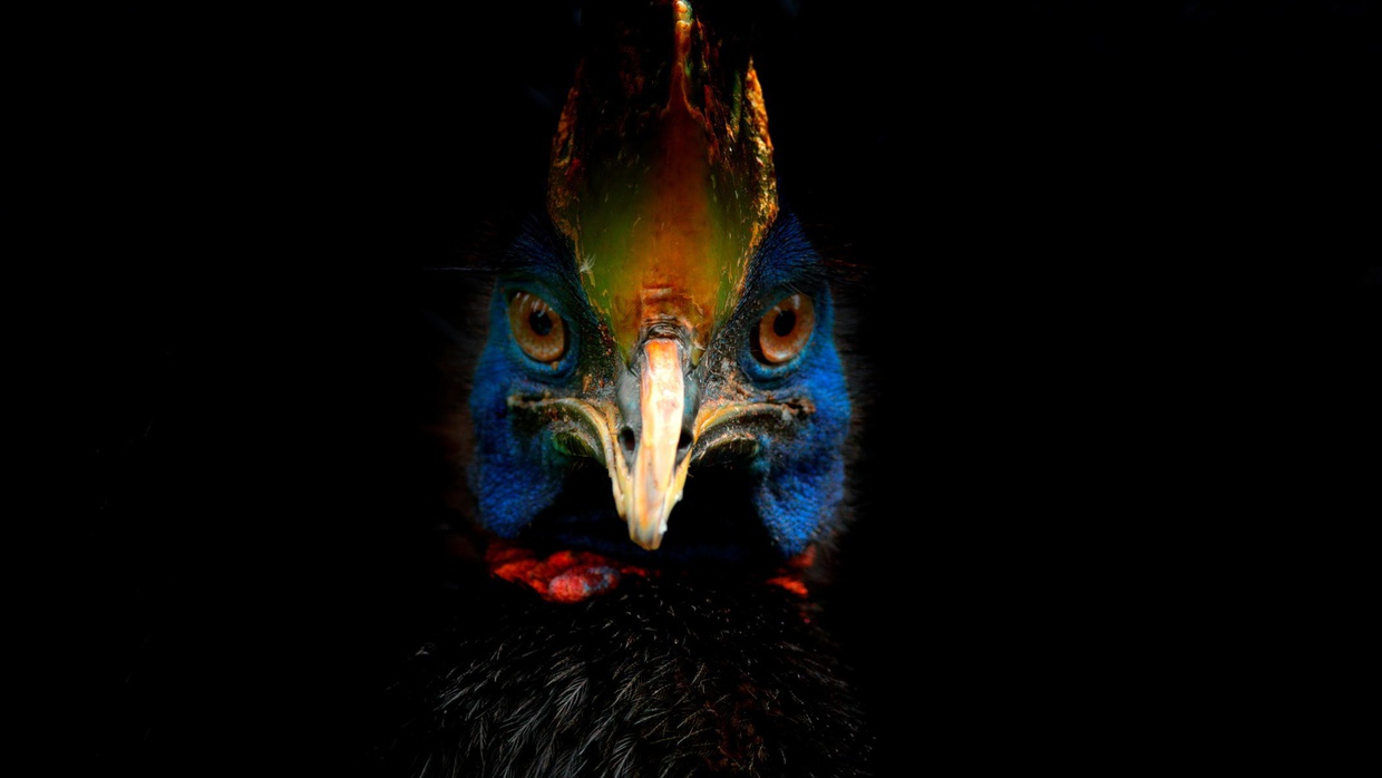 Usaha Manusia Mendomestikasi Burung Paling Berbahaya di Dunia Usaha Manusia Mendomestikasi Burung Paling Berbahaya di Dunia