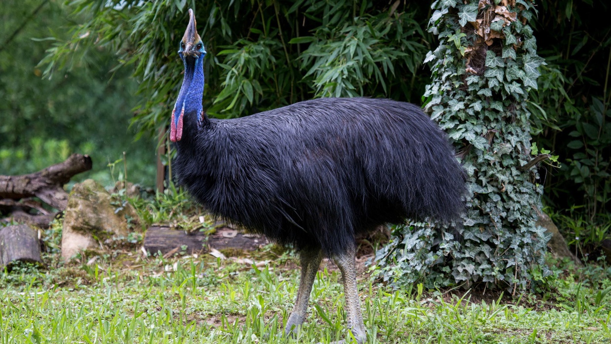 Contoh dan Ciri-Ciri Hewan Vertebrata, dari Pisces hingga Mamalia Contoh dan Ciri-Ciri Hewan Vertebrata, dari Pisces hingga Mamalia