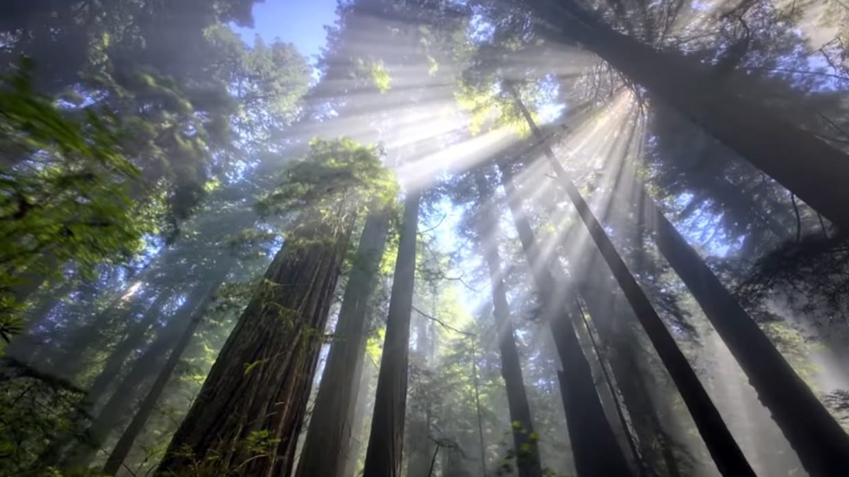 Bagian & Fungsi Batang Tumbuhan: Korteks Hingga Stele