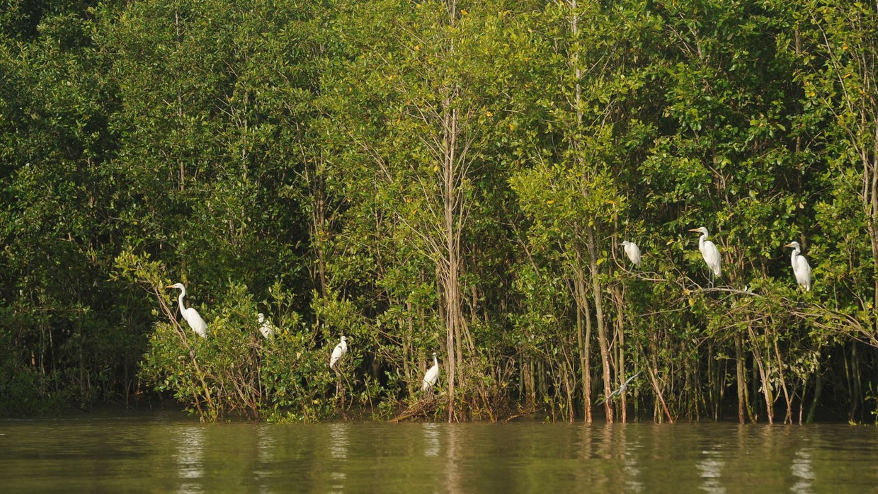Apa Saja Manfaat Tumbuhan Bakau Bagi Lingkungan Hidup?