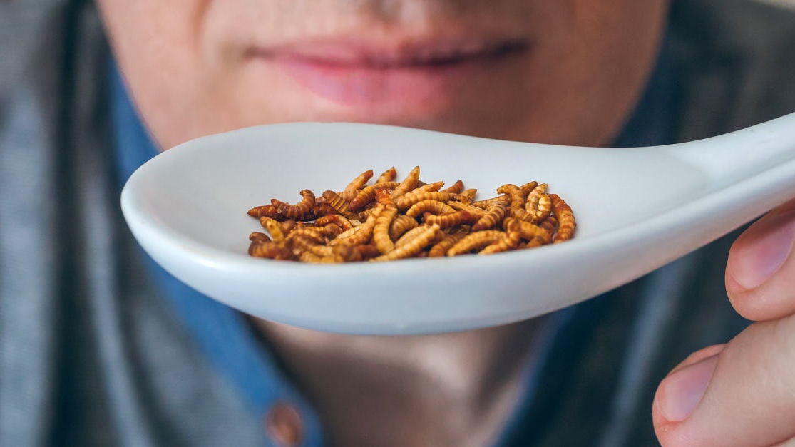 Sumber Protein Berkelanjutan & Ramah Lingkungan dari Serangga Sumber Protein Berkelanjutan & Ramah Lingkungan dari Serangga