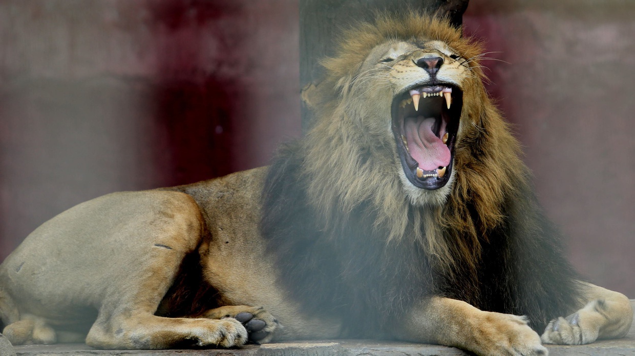 Cara Penulisan Binomial Nomenklatur, Contoh, dan Tujuannya Cara Penulisan Binomial Nomenklatur, Contoh, dan Tujuannya