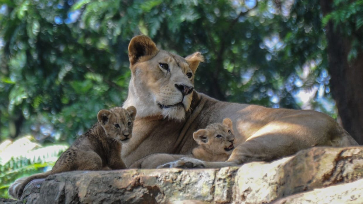 Harga Tiket Kebun Binatang Bandung Saat Liburan Tahun Baru 2023 Harga Tiket Kebun Binatang Bandung Saat Liburan Tahun Baru 2023