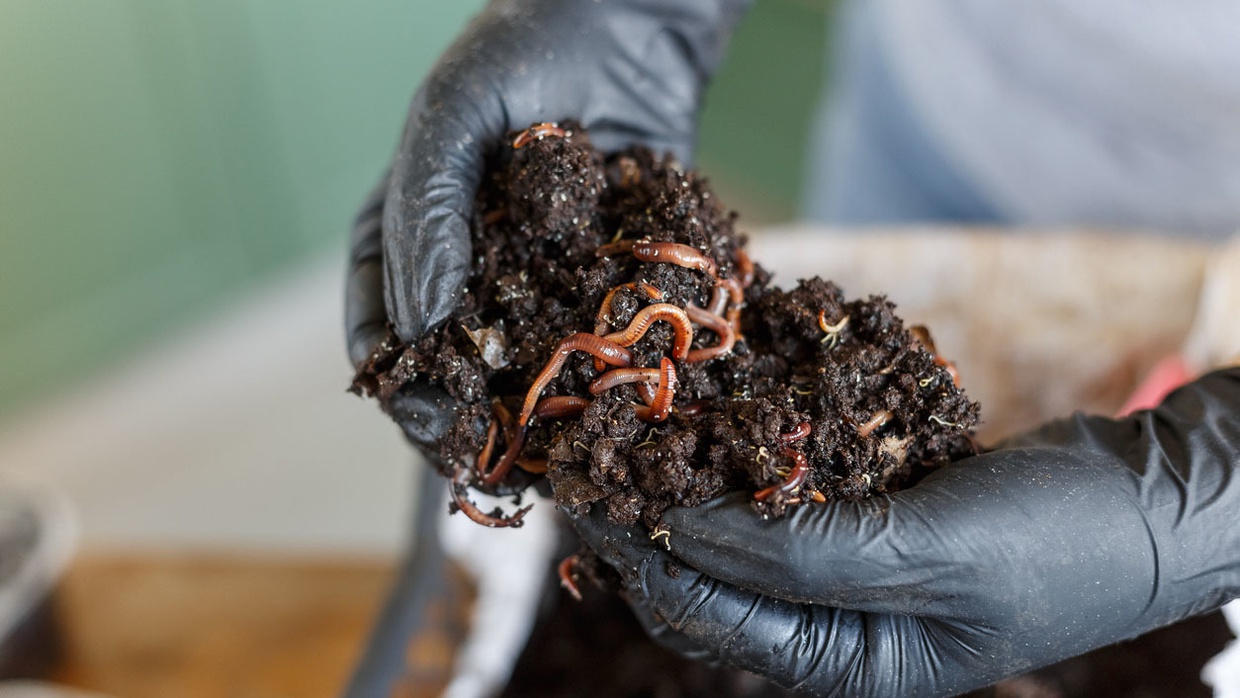 Cara Budidaya Cacing Sebagai Satwa Harapan Cara Budidaya Cacing Sebagai Satwa Harapan