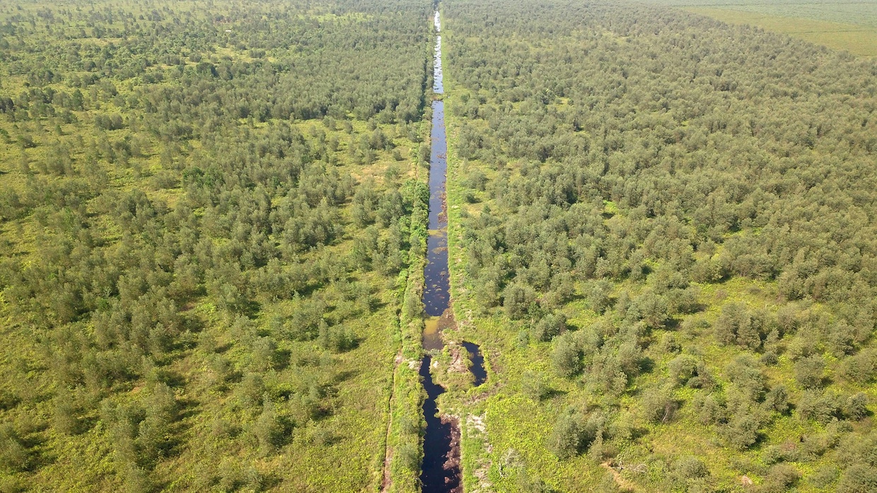 Manfaat Tumbuhan Bagi Manusia dan Makhluk Hidup Lainnya Manfaat Tumbuhan Bagi Manusia dan Makhluk Hidup Lainnya