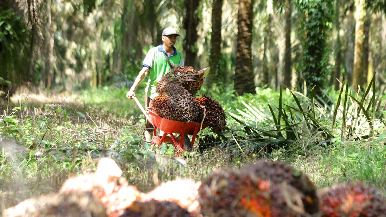 Larangan Ekspor CPO Pengaruhi Penurunan Kinerja Ekspor Mei 2022 Larangan Ekspor CPO Pengaruhi Penurunan Kinerja Ekspor Mei 2022