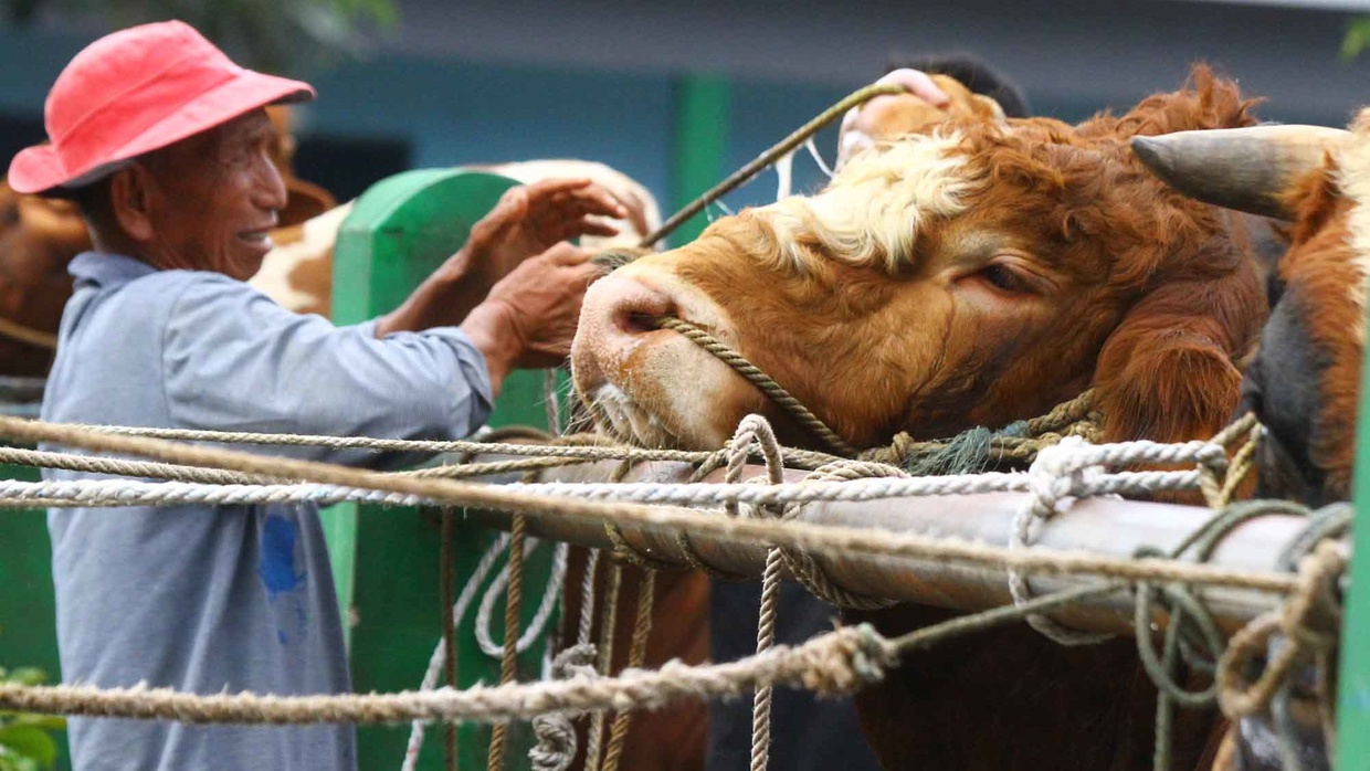 Ketentuan Umur Hewan Kurban Sapi & Kambing, Syarat Qurban Idul Adha