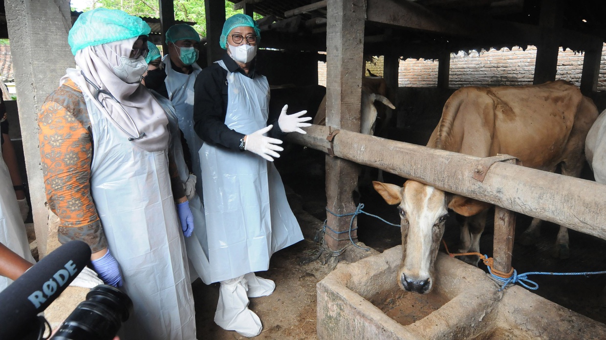 Strategi Kementan Berantas Wabah PMK & Realokasi Dana Rp180 M Strategi Kementan Berantas Wabah PMK & Realokasi Dana Rp180 M