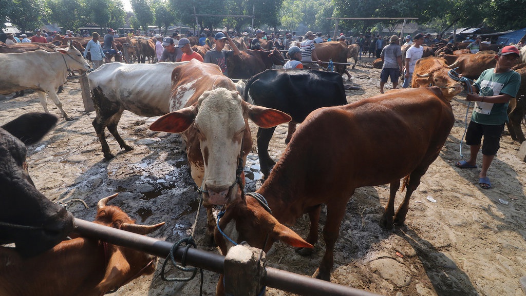 Syarat Umur Hewan Kurban untuk Iduladha 2022 dan Tips Memilih