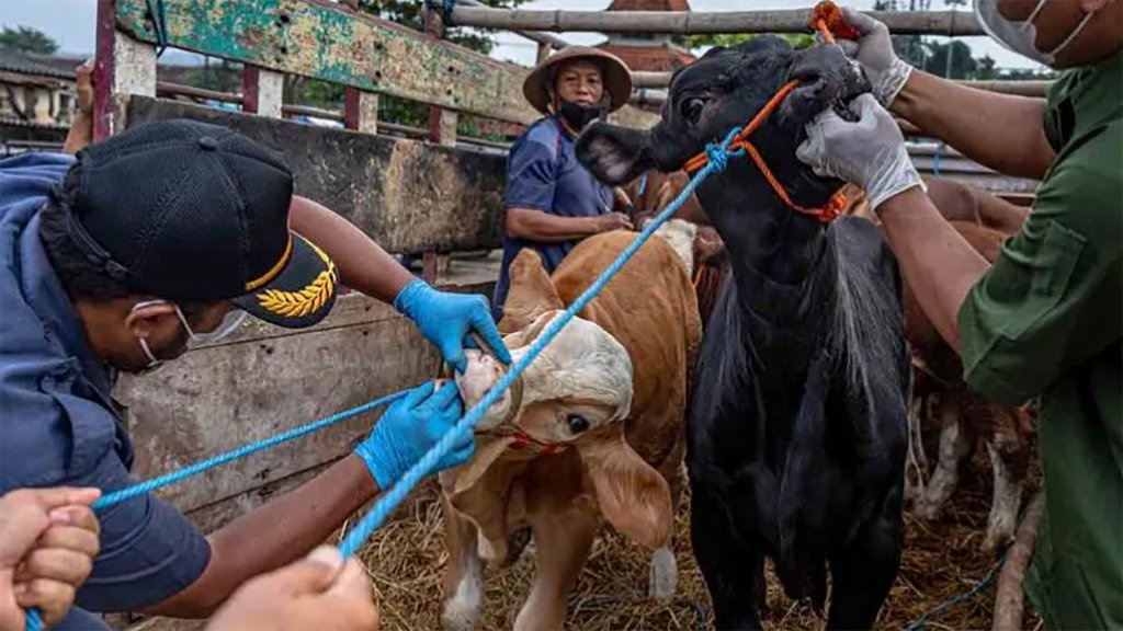 Apa Itu Penyakit Mulut dan Kuku (PMK): Gejala dan Penyebabnya? Apa Itu Penyakit Mulut dan Kuku (PMK): Gejala dan Penyebabnya?