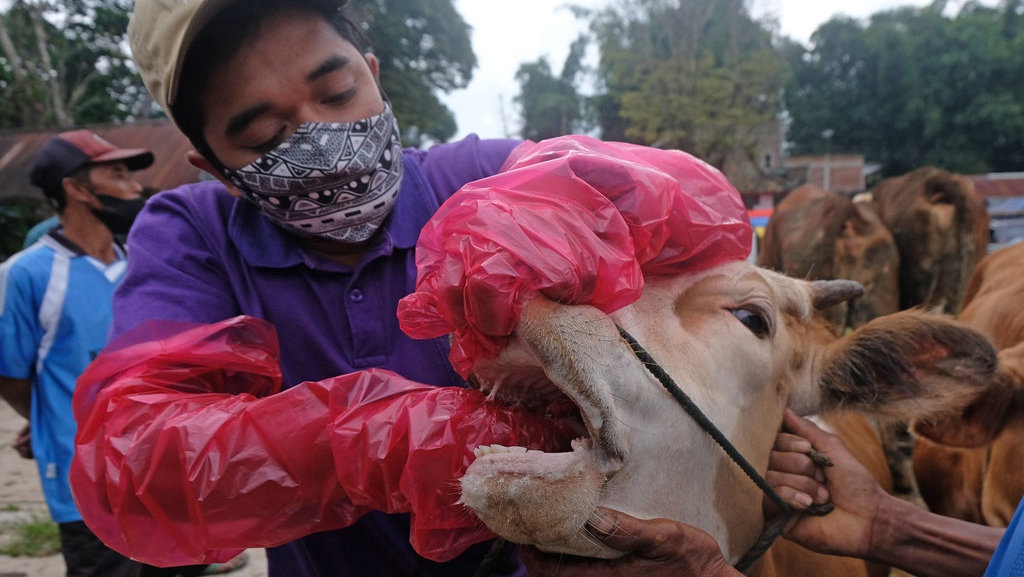 Gejala Klinis PMK pada Sapi-Kambing & Fatwa MUI soal Hewan Kurban Gejala Klinis PMK pada Sapi-Kambing & Fatwa MUI soal Hewan Kurban