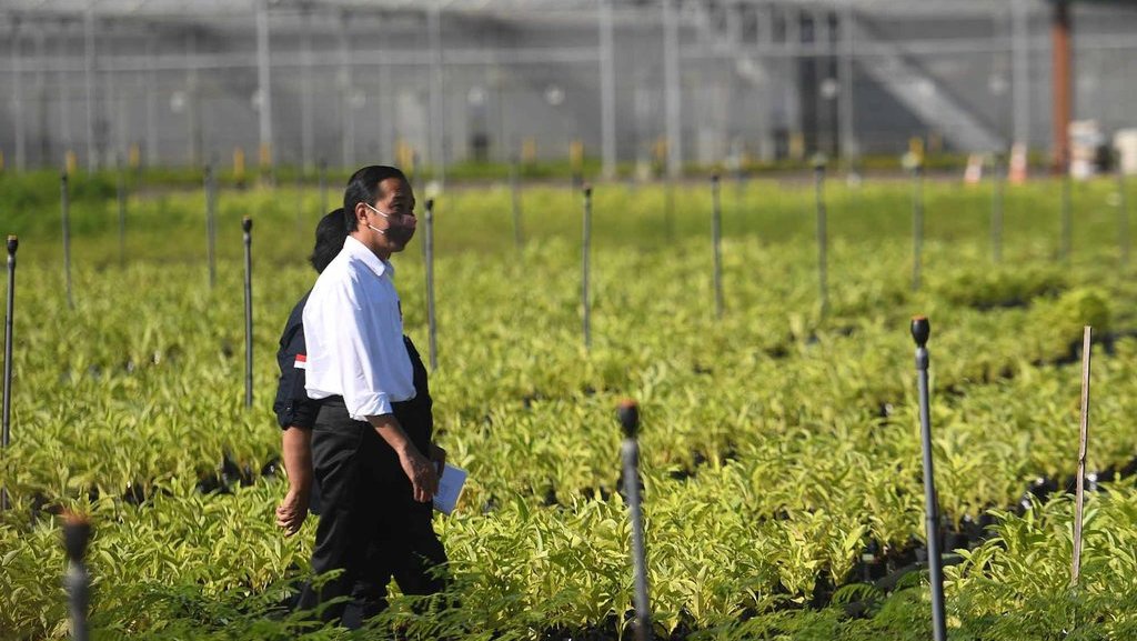 Waspadai Krisis Pangan, Jokowi Kunjungi Balai Padi Milik Kementan