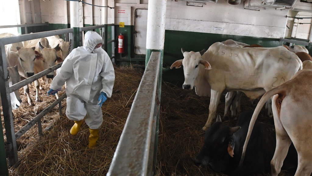 Nelangsa Peternak Sapi Saat Pemerintah Lamban Kendalikan Wabah PMK Nelangsa Peternak Sapi Saat Pemerintah Lamban Kendalikan Wabah PMK