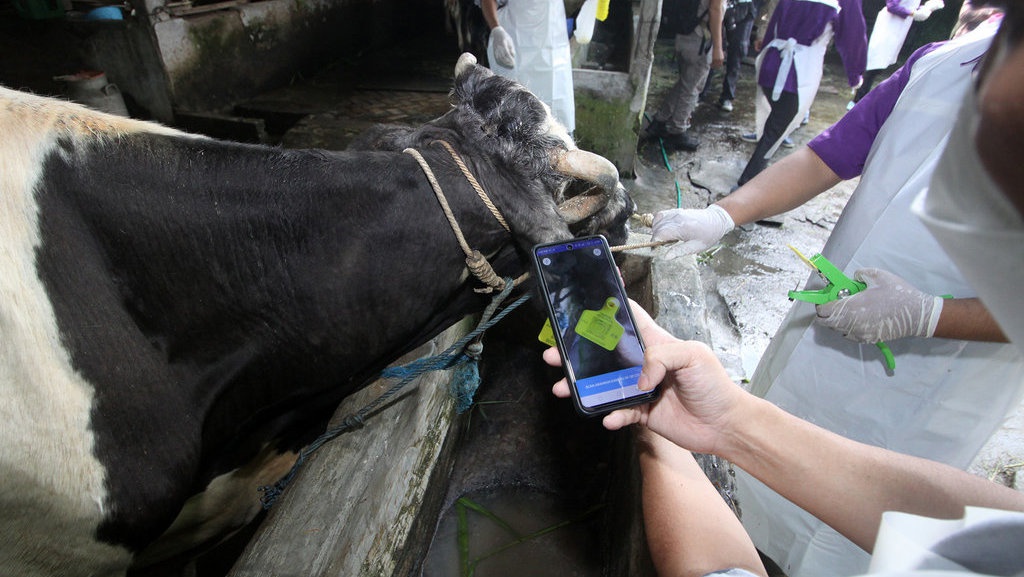 Vaksinasi PMK Diprioritaskan untuk Daerah Zona Kuning dan Merah Vaksinasi PMK Diprioritaskan untuk Daerah Zona Kuning dan Merah