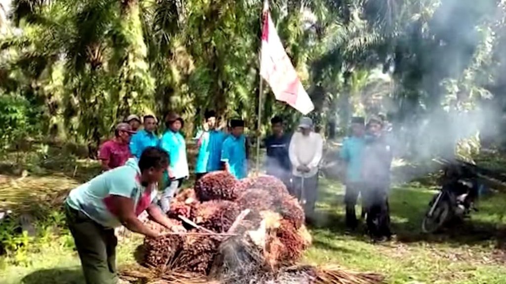 Peremajaan Sawit Rakyat Mahal, Butuh Rp65 Juta per Hektare Peremajaan Sawit Rakyat Mahal, Butuh Rp65 Juta per Hektare