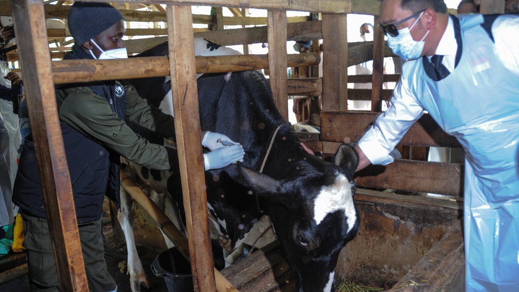 Menimbang Opsi Depopulasi Saat Kasus PMK Makin Tak Terkendali Menimbang Opsi Depopulasi Saat Kasus PMK Makin Tak Terkendali