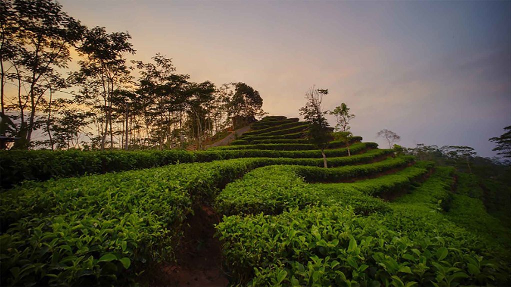 Teh KAI Viral di Media Sosial, Bagaimana Produksi Teh dalam Negeri?