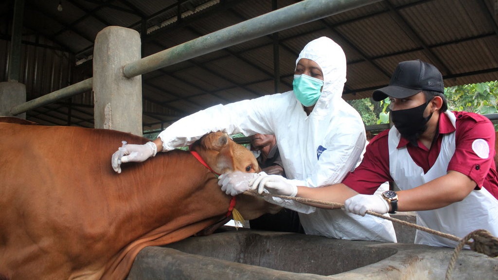 2,4 Juta Ternak di Indonesia telah Divaksinasi PMK per 15 September