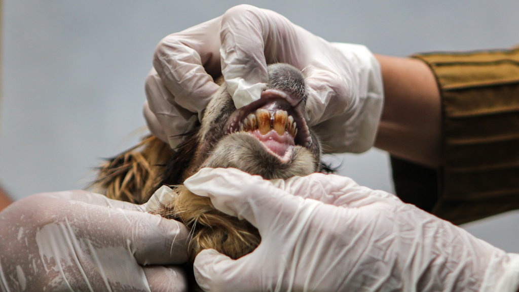 Pemerintah Tetapkan Status Keadaan Tertentu Darurat PMK Pemerintah Tetapkan Status Keadaan Tertentu Darurat PMK