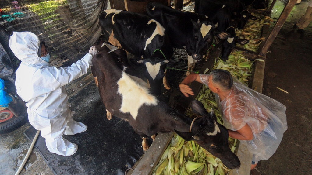 Update Wabah PMK 28 Agustus, 512.339 Kasus Tersebar di 294 Daerah Update Wabah PMK 28 Agustus, 512.339 Kasus Tersebar di 294 Daerah