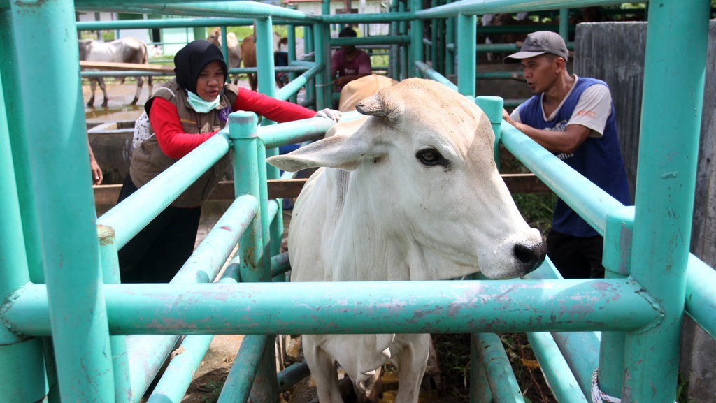 Tips Pilih Hewan Kurban Bebas PMK untuk Idul Adha 2022 Tips Pilih Hewan Kurban Bebas PMK untuk Idul Adha 2022