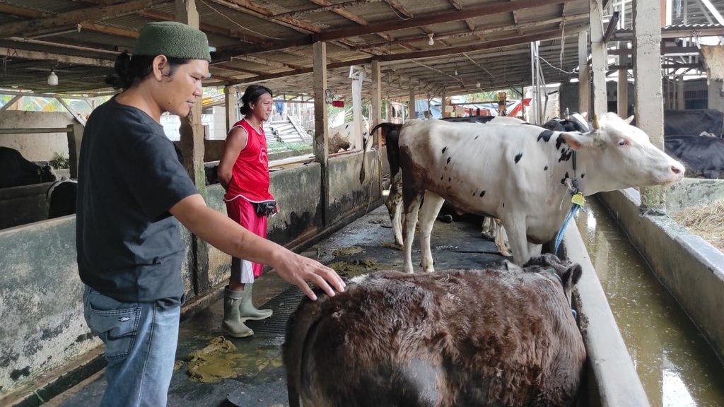 Kisah Peternak & Pedagang Hewan Kurban Iduladha di Tengah Wabah PMK Kisah Peternak & Pedagang Hewan Kurban Iduladha di Tengah Wabah PMK