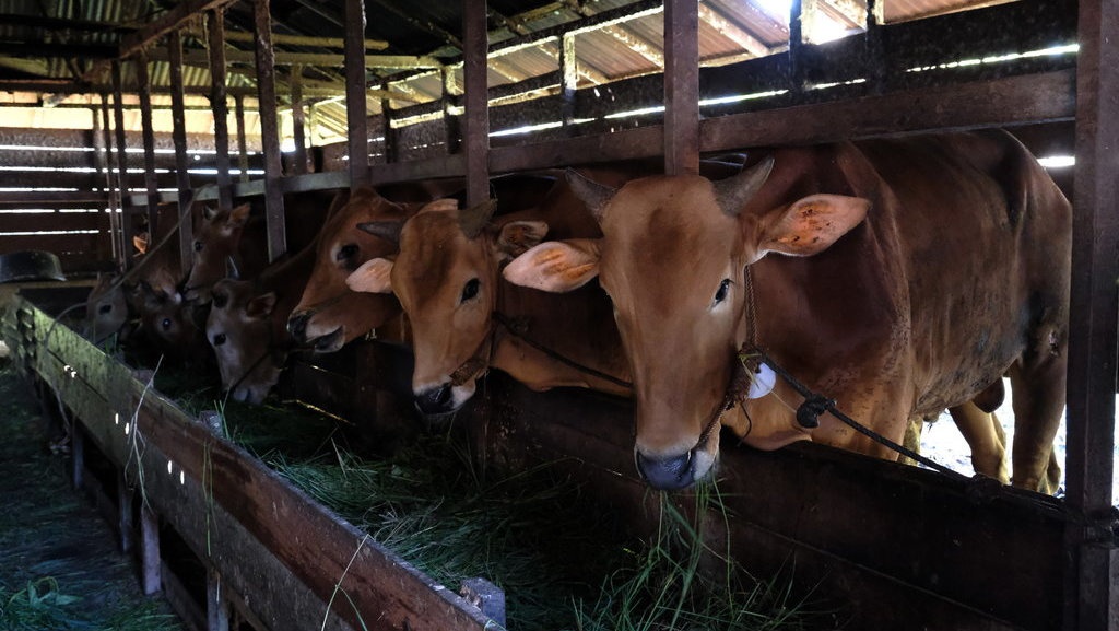 Perbandingan Harga Kurban Online VS Pasar Lokal