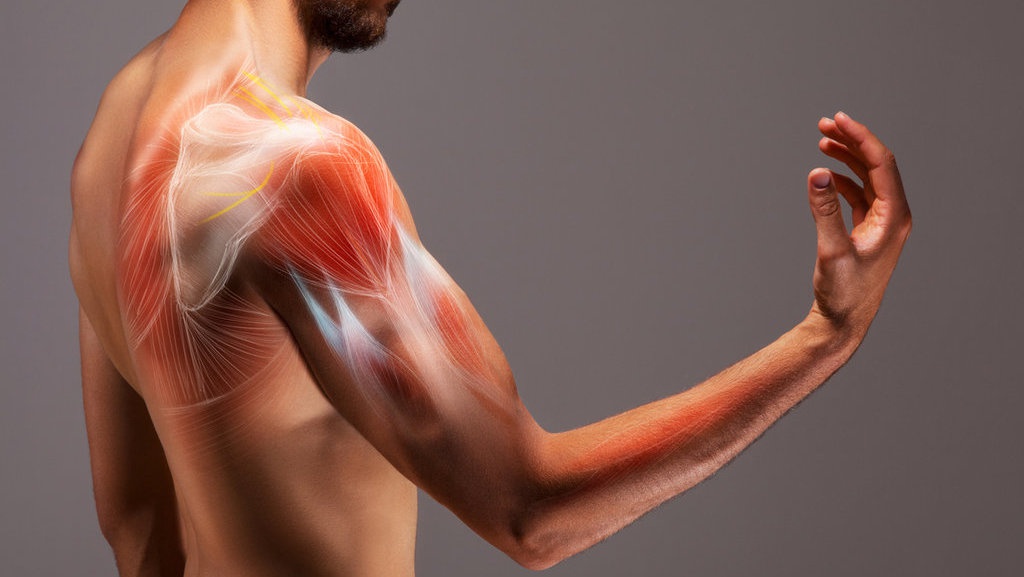 Cara Kerja Otot Rangka, Struktur, dan Fungsinya