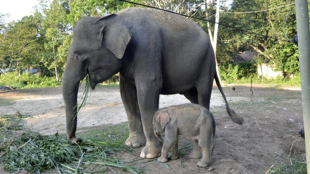 Benarkah Gajah Hanya Bisa Hamil Sekali Seumur Hidup?