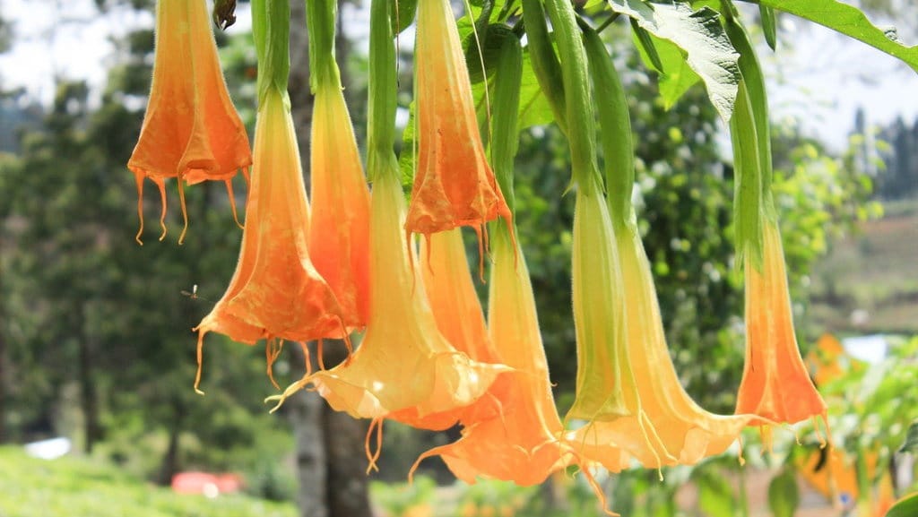 Kenali Proses Perkembangbiakan Tumbuhan Secara Seksual (Generatif)