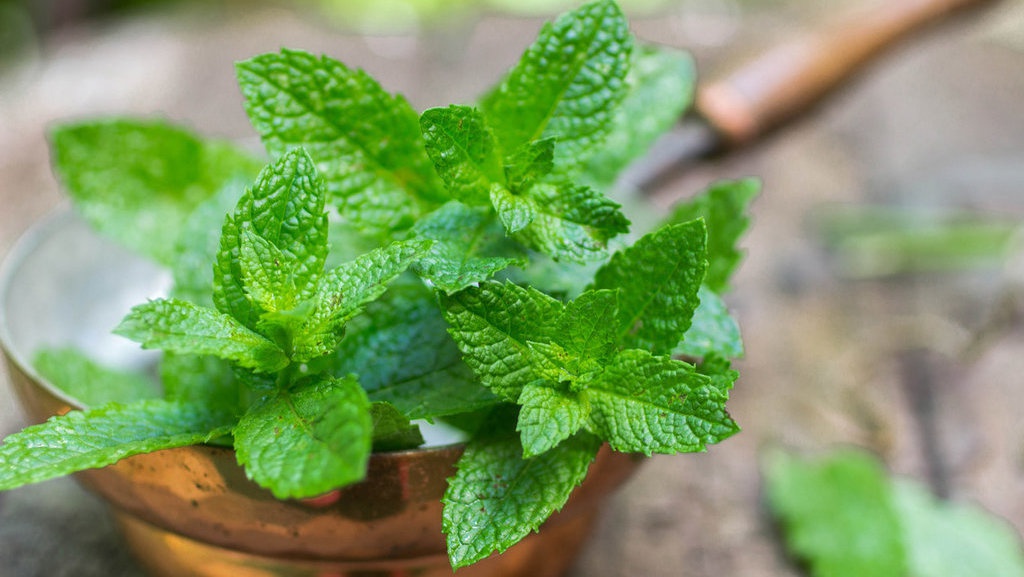 Contoh Sistem Gerak pada Tumbuhan: Endonom, Nasti hingga Taksis Contoh Sistem Gerak pada Tumbuhan: Endonom, Nasti hingga Taksis