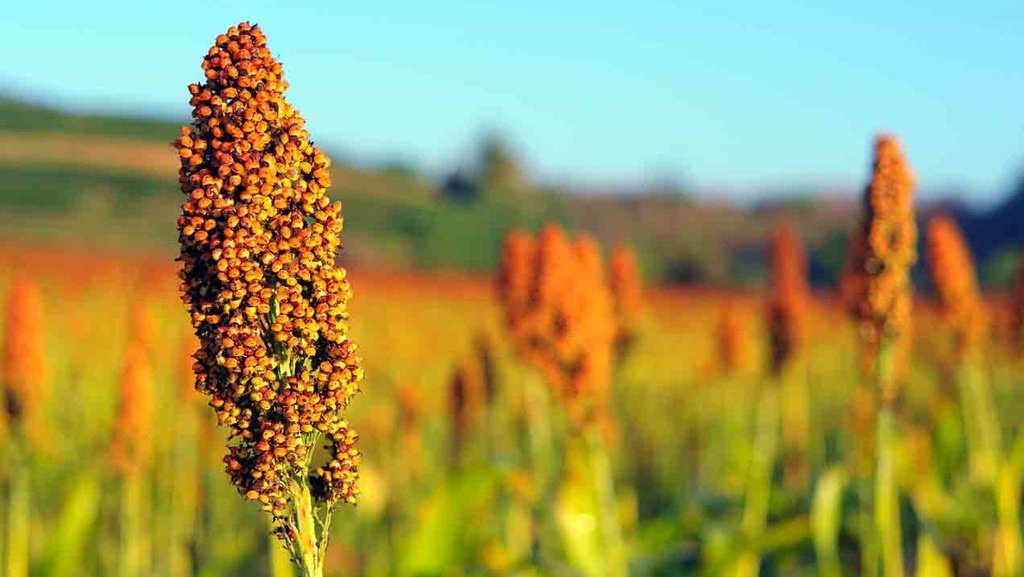 Apa Itu Sorgum Pengganti Gandum dan Jenis Olahannya Apa Itu Sorgum Pengganti Gandum dan Jenis Olahannya