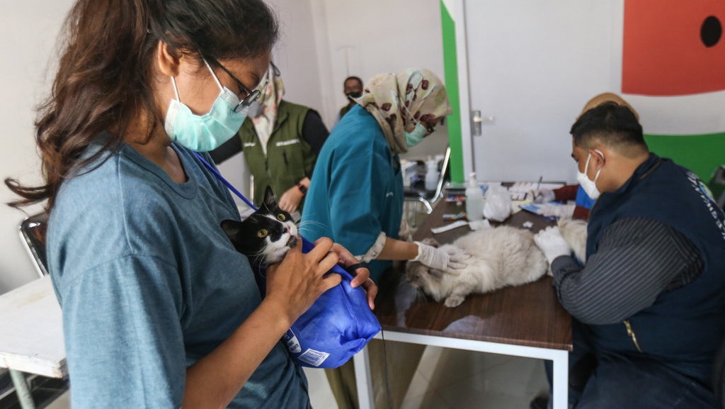 Apa Efek Rabies pada Manusia dan Kenali Gejala-Gejalanya Apa Efek Rabies pada Manusia dan Kenali Gejala-Gejalanya